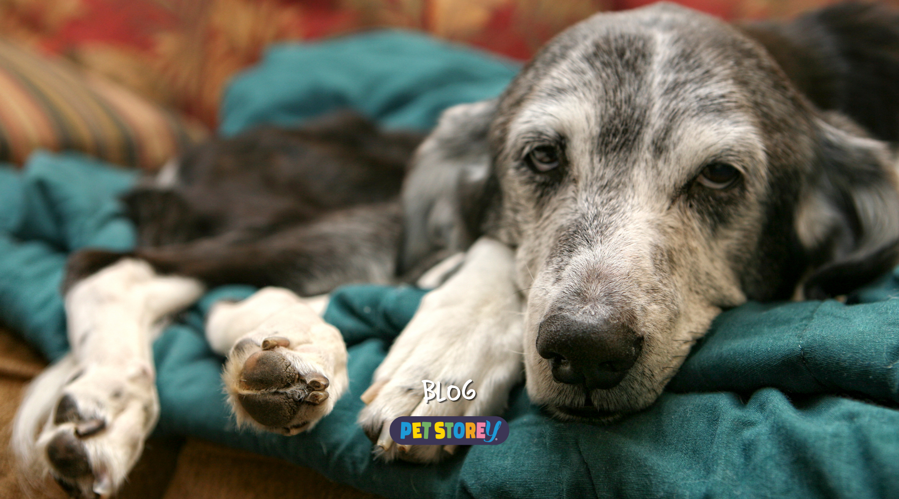 Caring For Senior Pets In Winter: Why Orthopaedic Support Matters